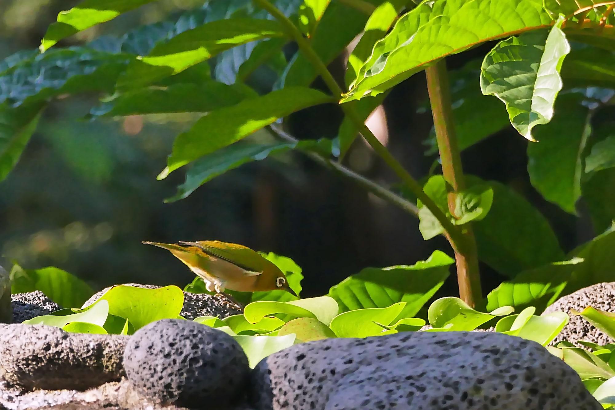 Hale Maluhia Country Inn Kailua-Kona Buitenkant foto